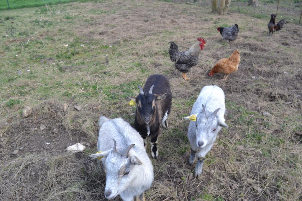 Ferme "Les Flaquettes" Bed & Breakfast Guines Bagian luar foto